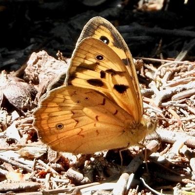 Heteronympha merope (Common Brown Butterfly) at Aranda, ACT - 17 Nov 2025 by KMcCue