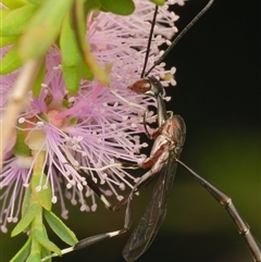 Gasteruptiidae (Family) at Downer, ACT - 18 Nov 2025 by RobertD