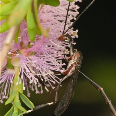 Gasteruptiidae (Family) at Downer, ACT - 18 Nov 2025 by RobertD
