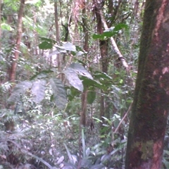 Polyscias purpurea at Syndicate, QLD - 11 May 2014 by JasonPStewart