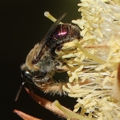 Leioproctus (Leioproctus) amabilis at Hall, ACT - Yesterday by Anna123