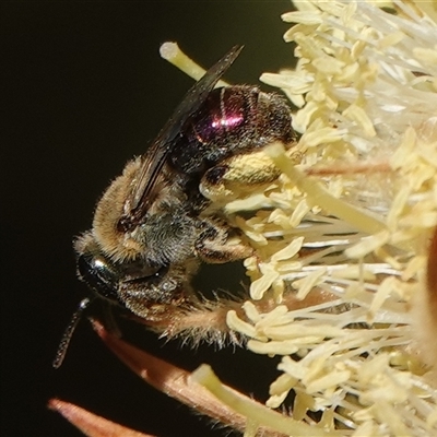 Leioproctus (Leioproctus) amabilis at Hall, ACT - Yesterday by Anna123