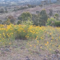 Hypericum perforatum (St John's Wort) at Kambah, ACT - 18 Nov 2025 by MichaelBedingfield