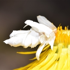 Heliocosma (genus) (A Tortricid moth) by DianneClarke