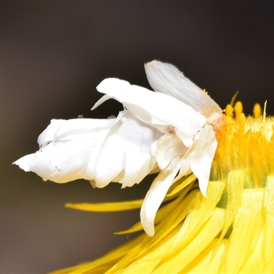 Heliocosma (genus) (A Tortricid moth) at  - suppressed by DianneClarke