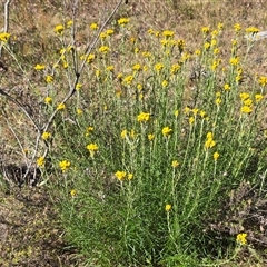 Chrysocephalum semipapposum (Clustered Everlasting) at Hume, ACT - 18 Nov 2025 by Mike