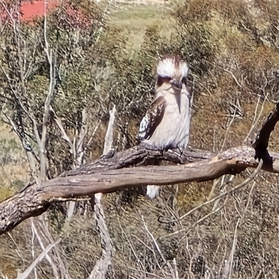 Dacelo novaeguineae (Laughing Kookaburra) at Fadden, ACT - 18 Nov 2025 by Mike