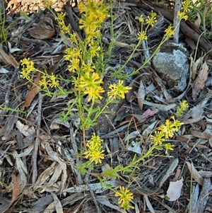 Unverified Plant at Whitlam, ACT - Today by Jenny54