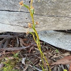 Diuris sp. (A Donkey Orchid) at Whitlam, ACT - 18 Nov 2025 by Jenny54