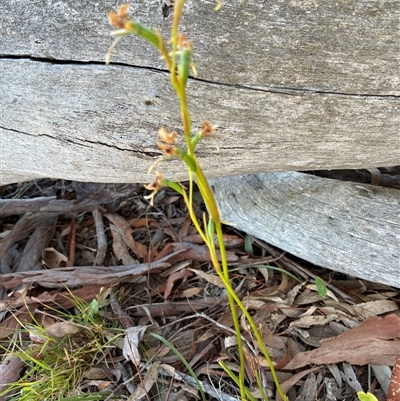 Diuris sp. (A Donkey Orchid) at Whitlam, ACT - 18 Nov 2025 by Jenny54