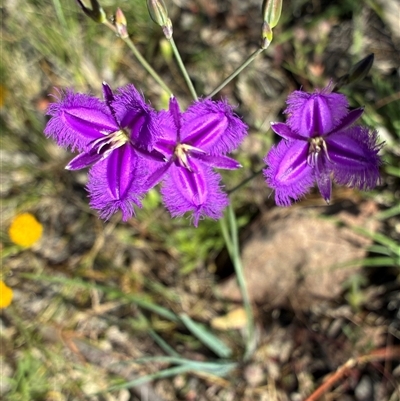 Thysanotus (Genus) at Whitlam, ACT - Yesterday by Jenny54