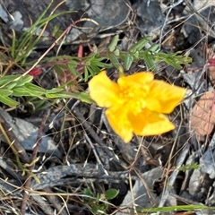Hypericum gramineum (Small St Johns Wort) at Whitlam, ACT - 18 Nov 2025 by Jenny54