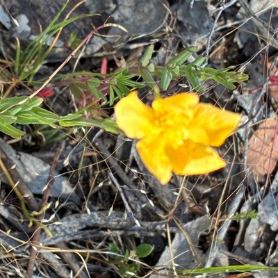 Hypericum gramineum (Small St Johns Wort) at Whitlam, ACT - 18 Nov 2025 by Jenny54