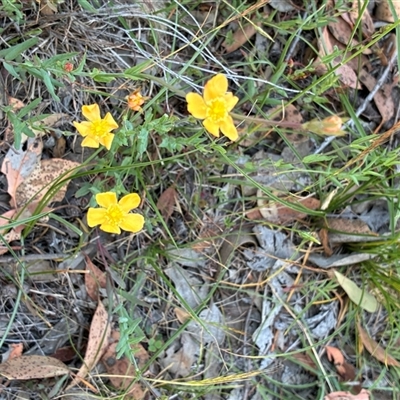 Hypericum gramineum (Small St Johns Wort) at Whitlam, ACT - 18 Nov 2025 by Jenny54
