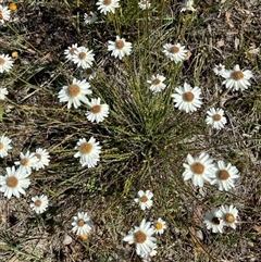 Rhodanthe anthemoides at Whitlam, ACT - 18 Nov 2025 by Jenny54