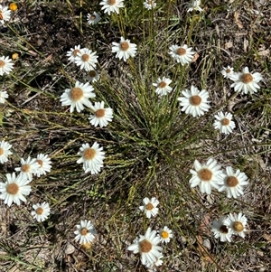 Rhodanthe anthemoides at Whitlam, ACT - Today by Jenny54