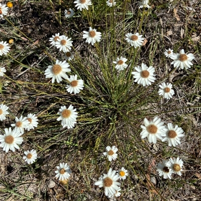 Rhodanthe anthemoides at Whitlam, ACT - 18 Nov 2025 by Jenny54