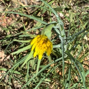 Unverified Plant at Hawker, ACT - Today by Jenny54