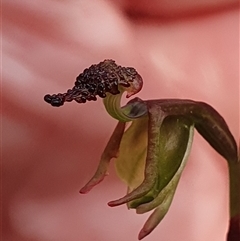 Caleana minor (Small Duck Orchid) by Bubbles