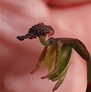 Caleana minor (Small Duck Orchid) by Bubbles