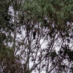 Callocephalon fimbriatum (Gang-gang Cockatoo) at Forrest, ACT - 17 Nov 2025 by JamesB