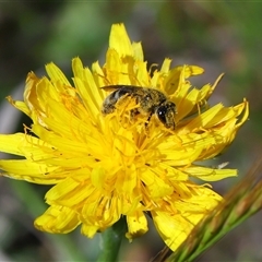 Lasioglossum (Chilalictus) sp. (genus & subgenus) (Halictid bee) at Strathnairn, ACT - 23 Oct 2025 by TimL