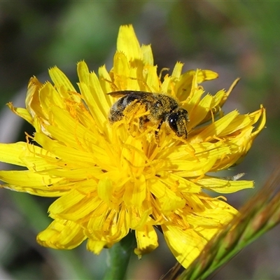 Lasioglossum (Chilalictus) sp. (genus & subgenus) (Halictid bee) at Strathnairn, ACT - 23 Oct 2025 by TimL