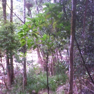 Atractocarpus sessilis at Syndicate, QLD - 11 May 2014 by JasonPStewart