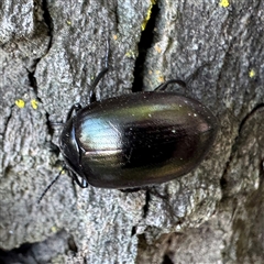 Chalcopteroides sp. (genus) at Russell, ACT - Yesterday by Hejor1
