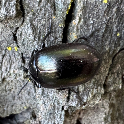 Chalcopteroides sp. (genus) at Russell, ACT - Yesterday by Hejor1