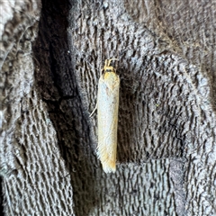Philobota protecta (A concealer moth) at Russell, ACT - 18 Nov 2025 by Hejor1