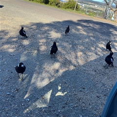 Gymnorhina tibicen (Australian Magpie) at Campbell, ACT - 18 Nov 2025 by Hejor1