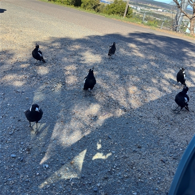 Gymnorhina tibicen (Australian Magpie) at Campbell, ACT - 18 Nov 2025 by Hejor1