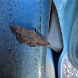 Taxeotis (genus) at Campbell, ACT - Yesterday by Hejor1