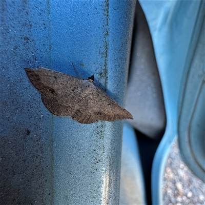 Taxeotis perlinearia at Campbell, ACT - 18 Nov 2025 by Hejor1