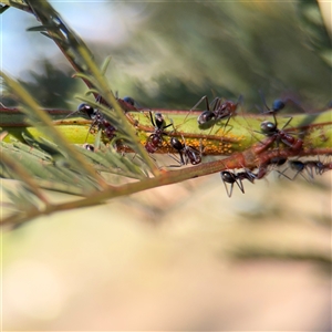 Acizzia sp. (genus) at Campbell, ACT - Yesterday by Hejor1
