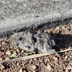 Rattus rattus (Black Rat) at Gungahlin, ACT - Yesterday by mlech