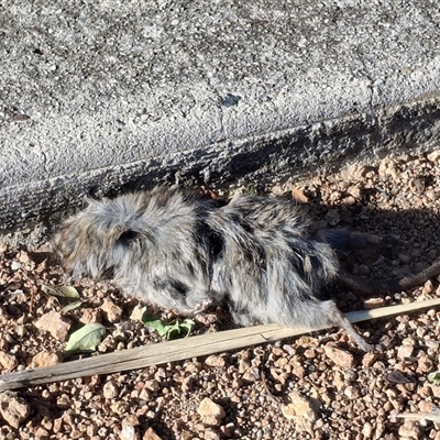 Rattus rattus (Black Rat) at Gungahlin, ACT - Yesterday by mlech