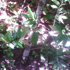 Schistocarpaea johnsonii at Syndicate, QLD - 25 May 2014 by JasonPStewart