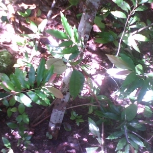 Schistocarpaea johnsonii at Syndicate, QLD - 25 May 2014 by JasonPStewart