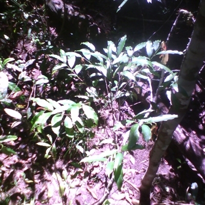 Schistocarpaea johnsonii at Syndicate, QLD - 4 Jun 2014 by JasonPStewart