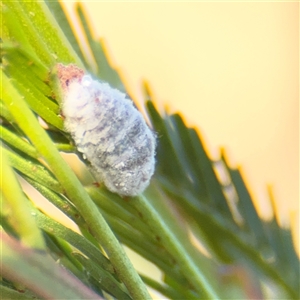 Coccidae sp. (family) at Campbell, ACT - Yesterday by Hejor1