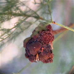 Acacia insect gall at Campbell, ACT - Yesterday by Hejor1