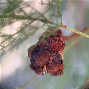 Acacia insect gall at Campbell, ACT - Yesterday by Hejor1