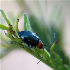 Adoxia benallae at Campbell, ACT - 18 Nov 2025 by Hejor1