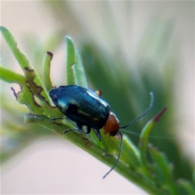 Adoxia benallae at Campbell, ACT - 18 Nov 2025 by Hejor1