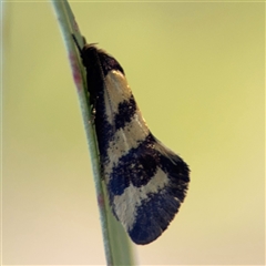 Olbonoma triptycha (Chezela Group) at Campbell, ACT - 18 Nov 2025 by Hejor1