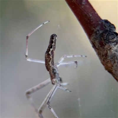 Tetragnatha sp. (genus) at Campbell, ACT - Yesterday by Hejor1