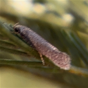 Oecophoridae (family) at Campbell, ACT - Yesterday by Hejor1