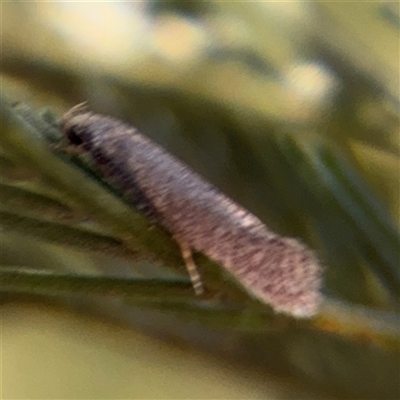 Oecophoridae (family) (Unidentified Oecophorid concealer moth) at Campbell, ACT - 18 Nov 2025 by Hejor1